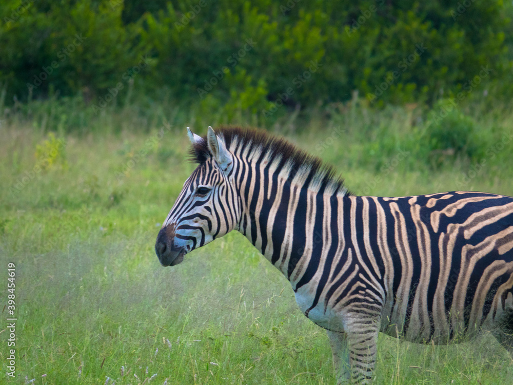 Naklejka premium Side view of a Burchell's zebra in the African savanna. Seen at a game drive in National Park South Africa.