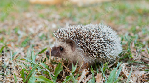Dwarf hedgehog on ground with blur background
