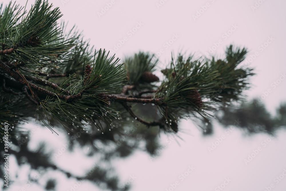 Obraz premium A branch of green spruce with cones and glistening dew drops against the fog. Morning in the mountains. Autumn