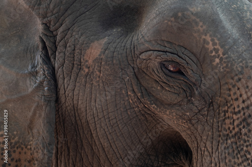 elephant, animal of thailand, big animal, Ayutthaya Elephant 
