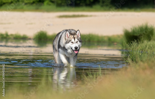 dog in the river alaskan malamute