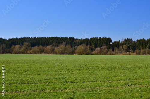 Eine Weide mit Wald im Hintergrund im Frühling