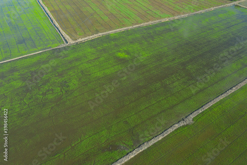 aerial view from flying drone of Field rice with landscape green pattern nature background, top view field rice 