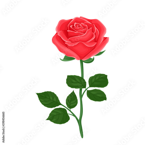 Blooming red rose. Beautiful flower with green stem and leaves isolated on white background. Vector floral illustration in cartoon flat style.