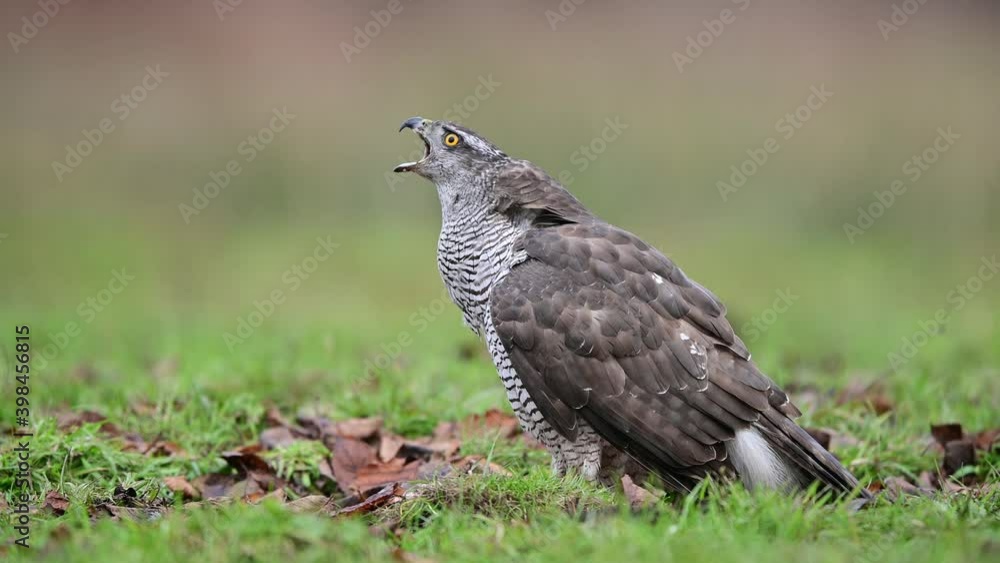 Northern goshawk ( Accipiter gentilis ) Northern goshawk ( Accipiter gentilis )