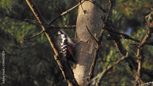 Great spotted woodpecker, Dendrocopos major, knocks on the bark of a tree, extracting edable insects. Bird in winter forest. photo