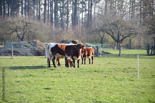 Braune Kühe auf der Wiese in der Gruppe
