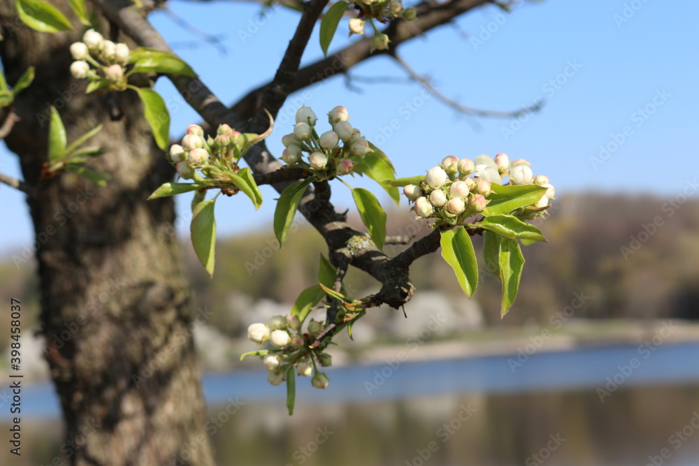 Many white flowers bloomed on the pear tree in the garden in the spring Many white flowers bloomed on the pear tree in the garden in the spring