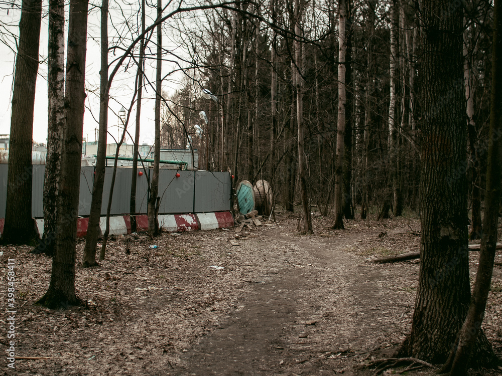 footpath through the forest in spring