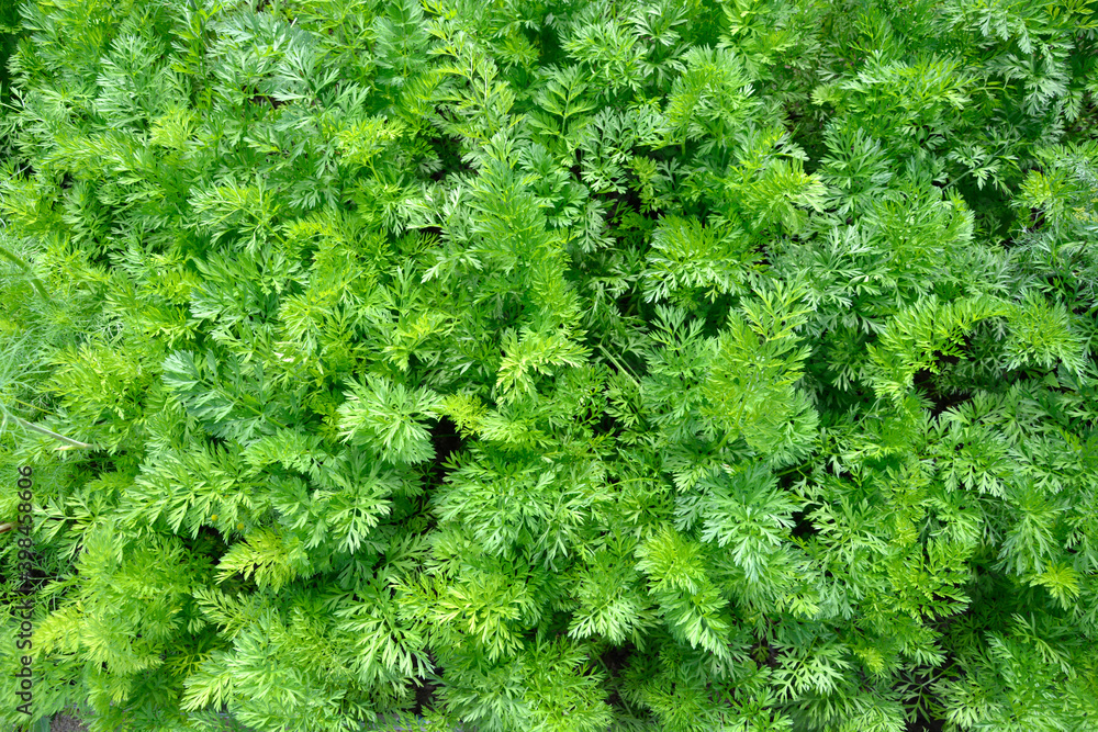 Background from green herbal leaves. Garden shrub. Natural wallpaper from carved leaves. Back picture for writing text.