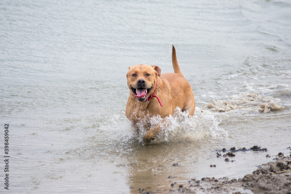 dog on the beach dog on the beach