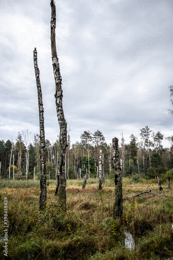Fototapeta premium autumn in the forest. Swamps