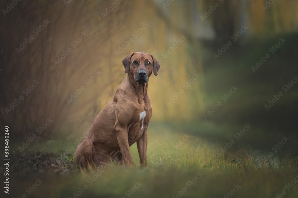 Portrait of a rhodesian ridgeback dog on the bright autumn backgound.