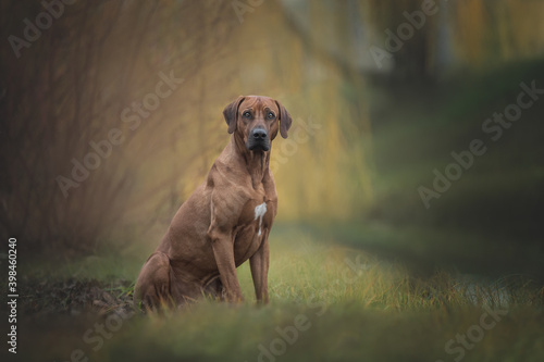 Portrait of a rhodesian ridgeback dog on the bright autumn backgound.