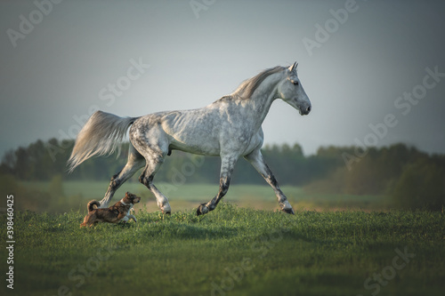 Little brave dog chasing a grey horse on the pasture.