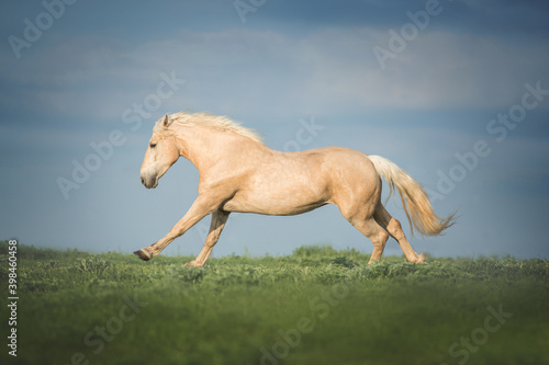 Palomino horse running free on the summer meadow.