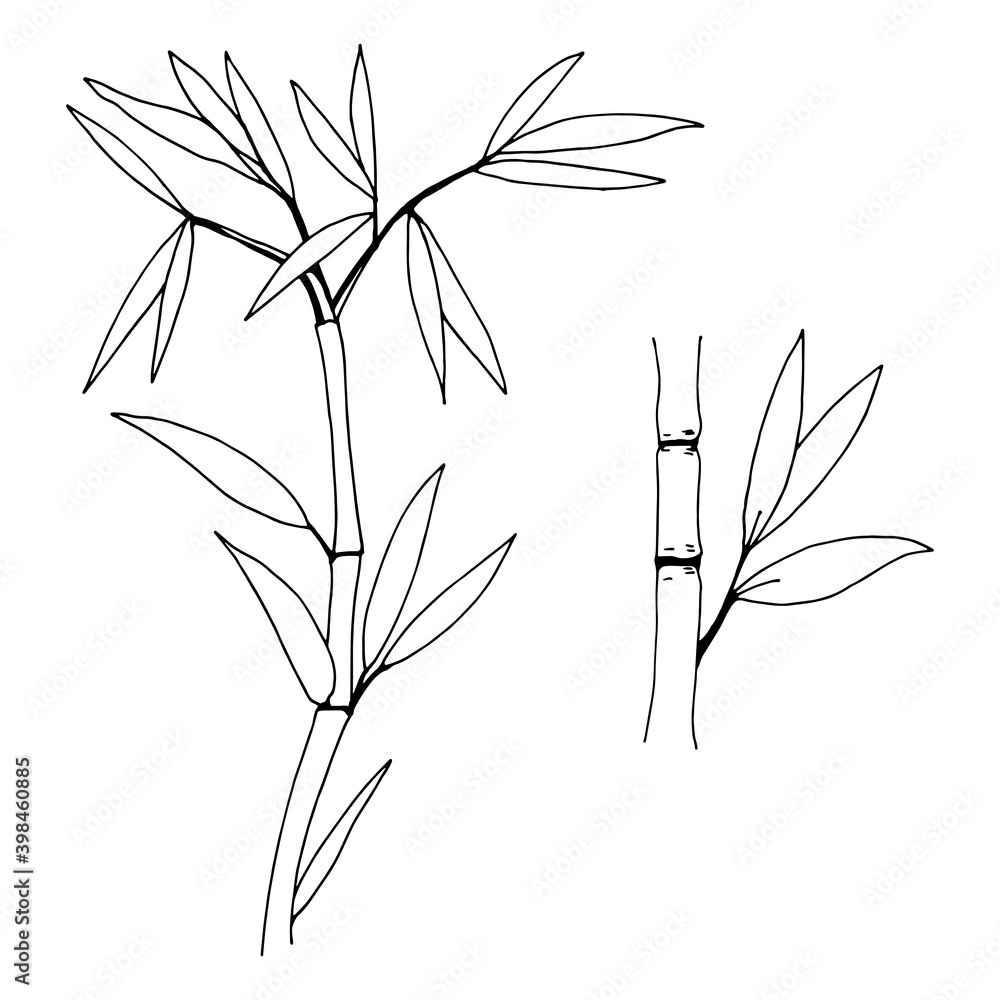 Obraz premium Hand drawn illustration with bamboo stem and leaves. Set of bamboo tree leaves. Hand drawn botanical collection.