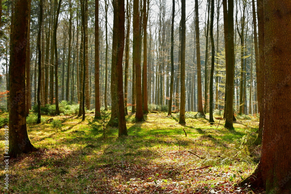 Sonnenschein dringt durch die Bäume im Wald Sonnenschein dringt durch die Bäume im Wald