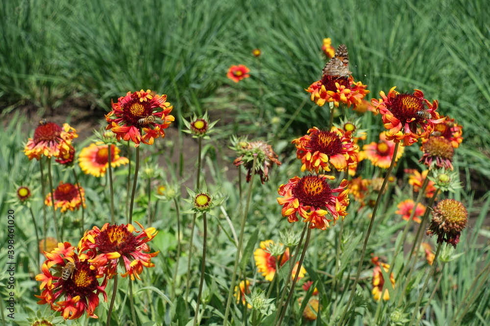 Vanessa cardui and bees pollinating flowers of Gaillardia Fanfare in June Vanessa cardui and bees pollinating flowers of Gaillardia Fanfare in June