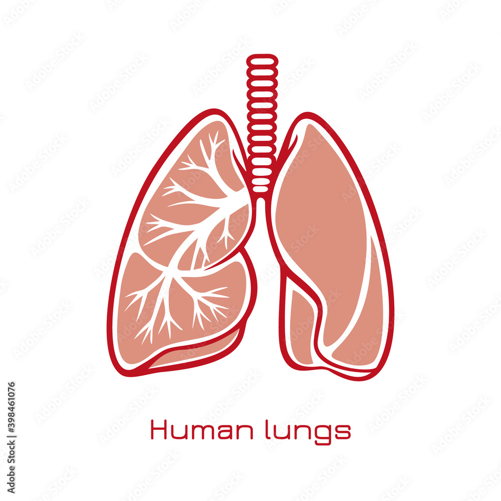 Stylized human lungs. Minimalist design logo of human lungs. Vector