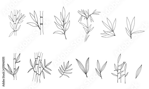 Hand drawn illustration with bamboo stem and leaves. Set of bamboo tree leaves. Hand drawn botanical collection.