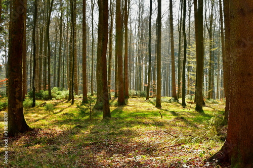 Sonnenschein dringt durch die Bäume im Wald 