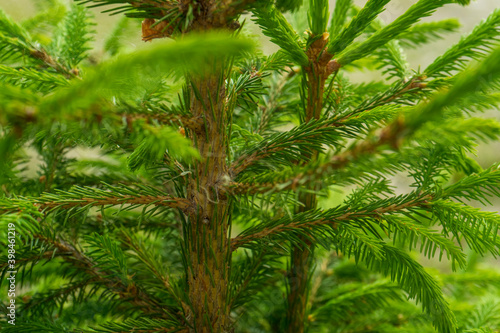 Green branch of pine needles  blurred background   selective focus  close-up plant  Carpathians Mountains   Bucegi National Park