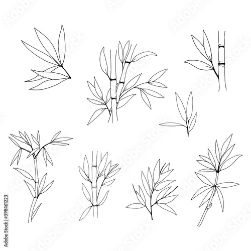 Hand drawn illustration with bamboo stem and leaves. Set of bamboo tree leaves. Hand drawn botanical collection.  Set of bamboo tree leaves. Hand drawn botanical collection. 