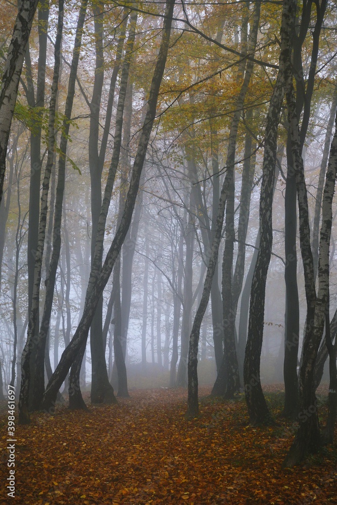 Obraz premium Beech and birch forest in foggy autumn morning