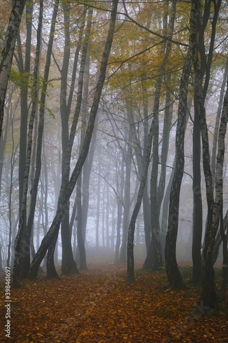 Beech and birch forest in foggy autumn morning