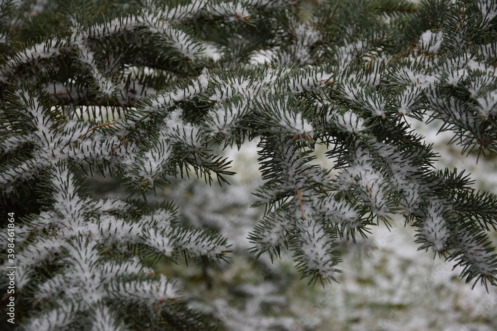 Christmas tree branches under snow background świerk choinka ośnieżone zielone gałęzie świąteczne 