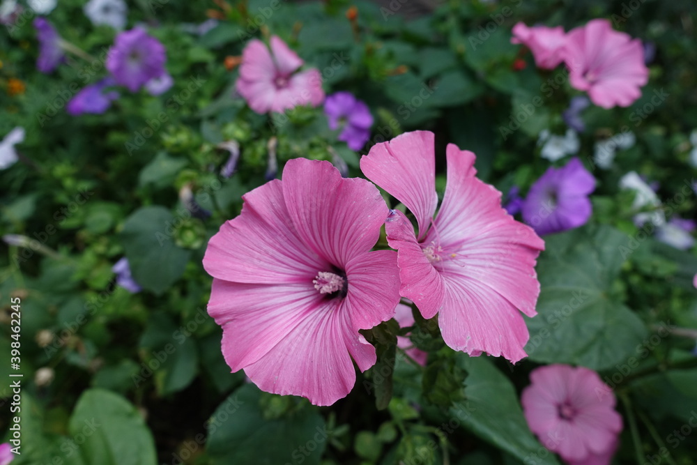 2 pink flowers of Lavatera trimestris in August 2 pink flowers of Lavatera trimestris in August
