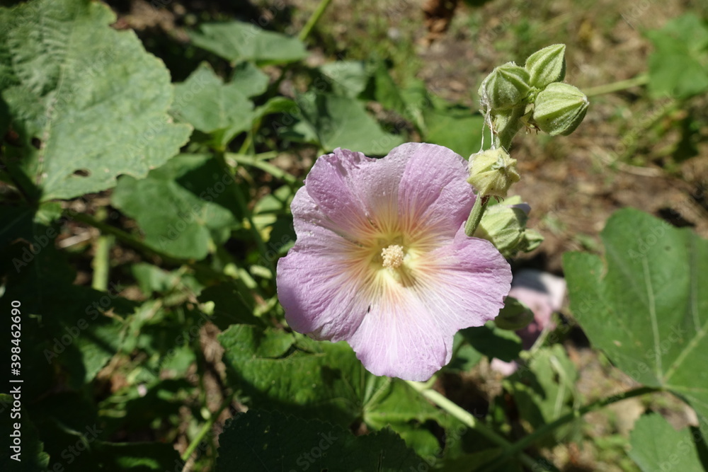 Pale pink flower and buds of common hollyhock in July Pale pink flower and buds of common hollyhock in July