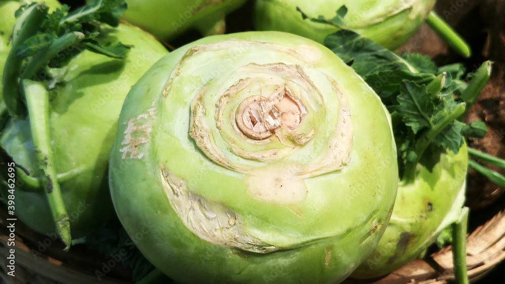 Cabbage vegetable Cabbage vegetable