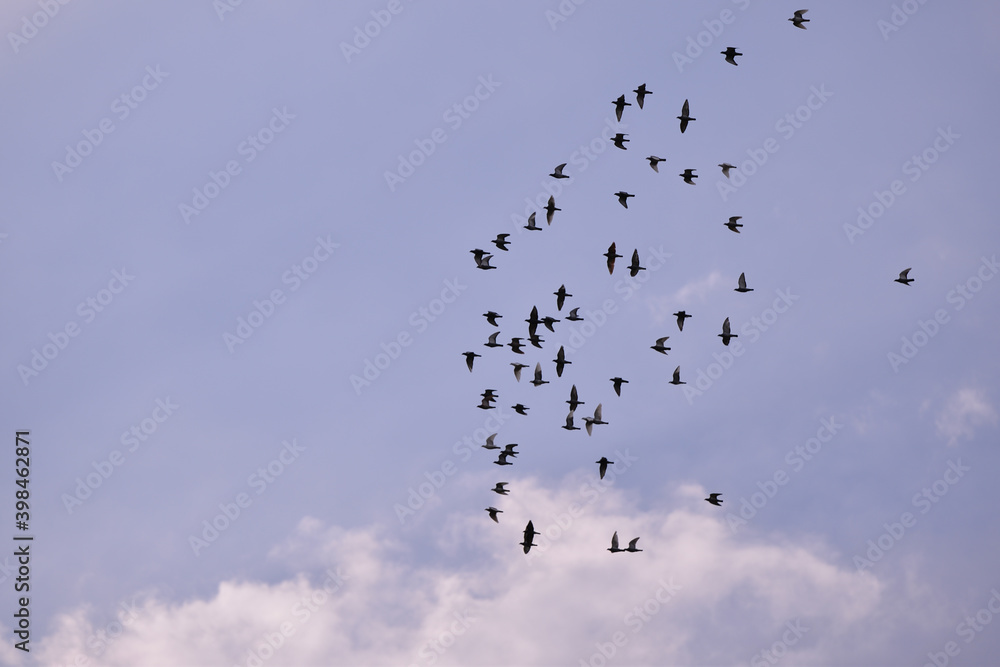 a large flock of wild pigeons flying in the summer sky. Columba palumbus birds in freedom a large flock of wild pigeons flying in the summer sky. Columba palumbus birds in freedom
