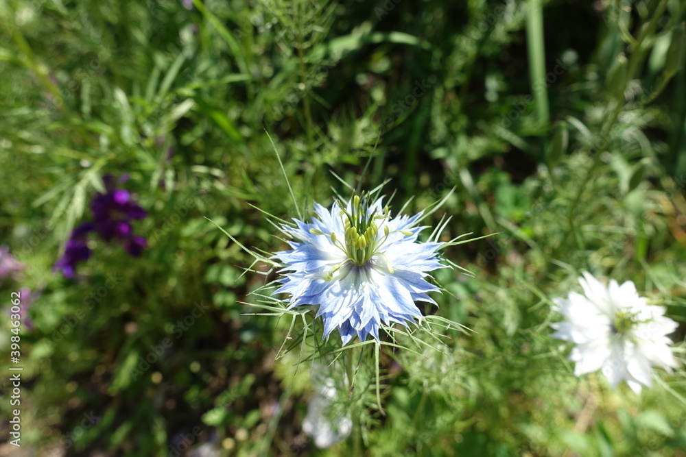 Pale blue and white flowers of Nigella damascena in June Pale blue and white flowers of Nigella damascena in June