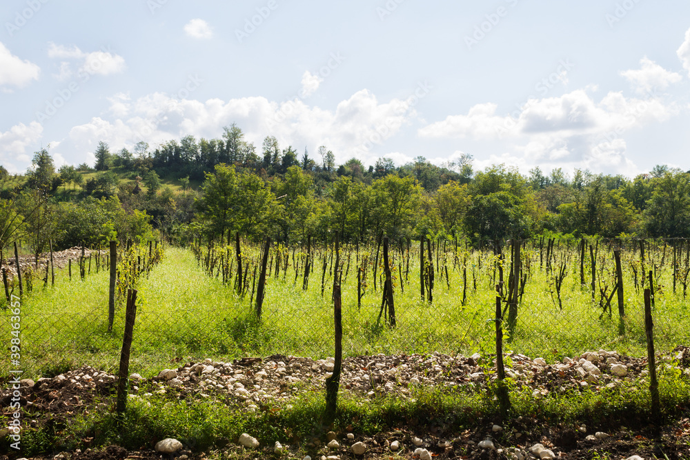 A vineyard in the Martville region of Georgia.