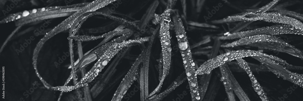 Banner with a background of fresh grass with dew drops in the trending color of 2021 Banner with a background of fresh grass with dew drops in the trending color of 2021