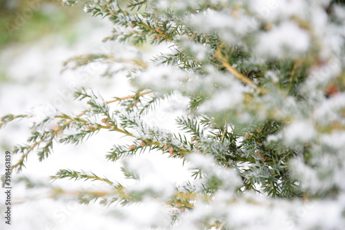 Juniper branches under snow natural background green xmas ośnieżony krzew jałowca iglaste gałązki 