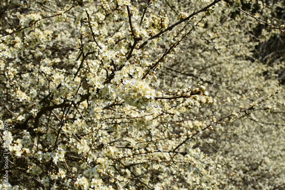 Ein Busch mit weißen Kirschblüten im Sonnenschein Ein Busch mit weißen Kirschblüten im Sonnenschein