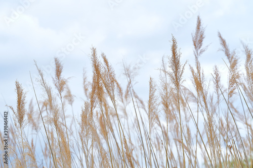 Close up of wheat against the sky