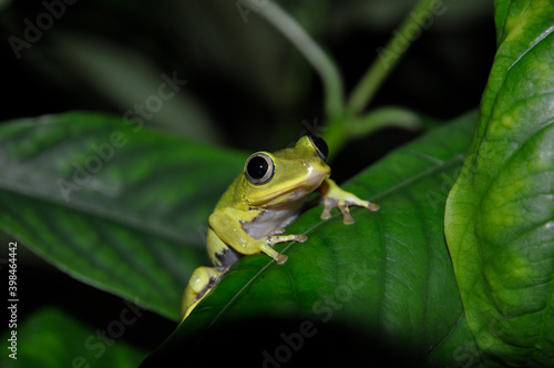 Seychelles Tree Frog (Tachycnemis seychellensis) on a leaf. Night shot