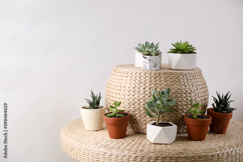 Beautiful succulents on wicker stand. Interior decoration