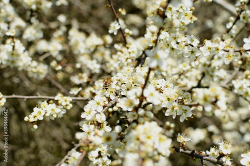 Kirschblüten im Frühling mit Biene
