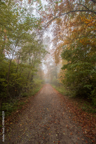 path in the forest © Sławomir Bodnar