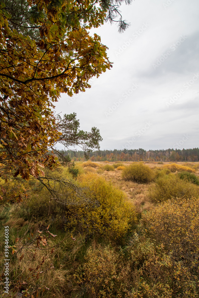 autumn in the forest