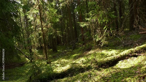 Fallen tree and moss in natural forest, this kind of environment important for many endangered speciestree