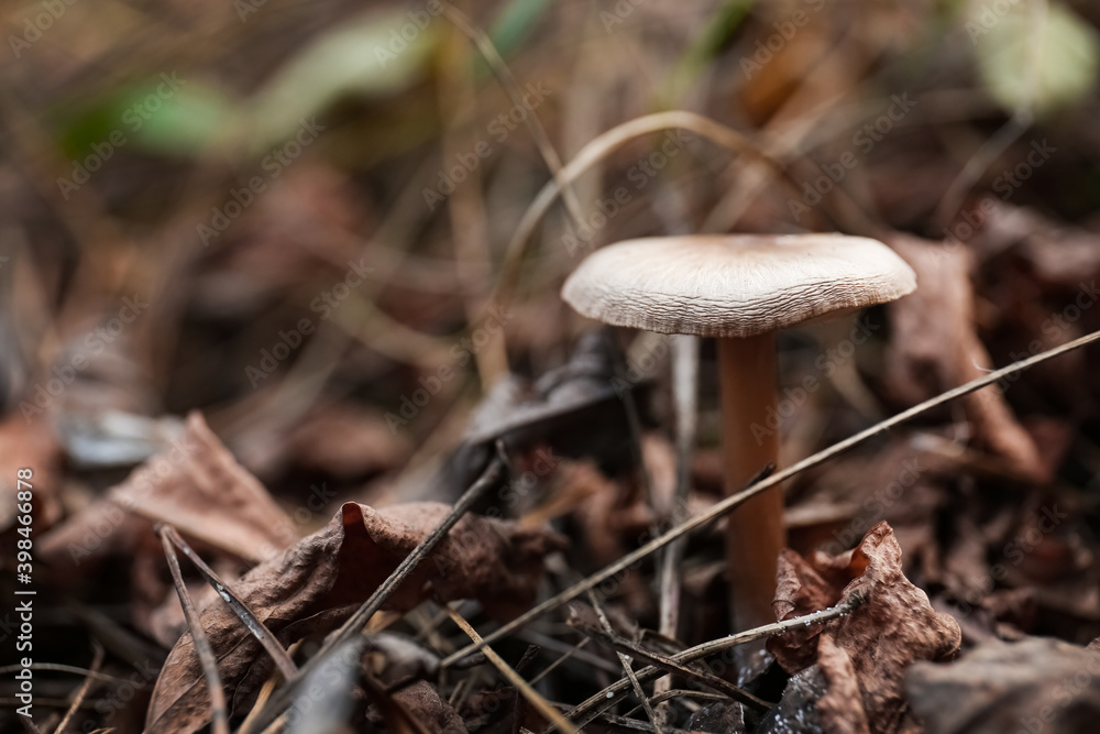 Mushroom growing in wilderness on autumn day, closeup Mushroom growing in wilderness on autumn day, closeup