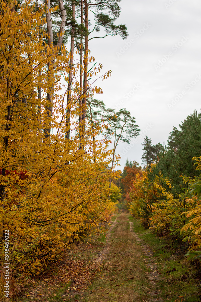 autumn in the forest