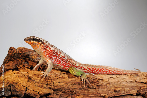 Bunter Maskenleguan // Haitian curlytail lizard (Leiocephalus personatus) photo